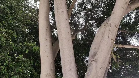 Slow Motion Tilt Up of Large Tropical Tree Trunk and Green Leaves Video stock 334408408