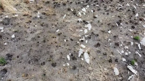Slow motion tilt up to a lone tree in the middle of a forest damaged by a forest Stock Footage 238488872