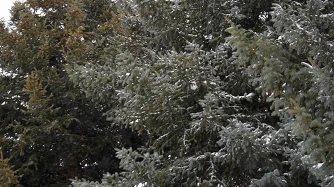 Slow motion tilt of snow falling with pine tree in background. Stock Footage 99929087
