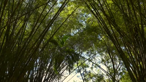 Slow Motion Tilt Up Through Bamboo Forest Canopy Vídeos de archivo 327568618