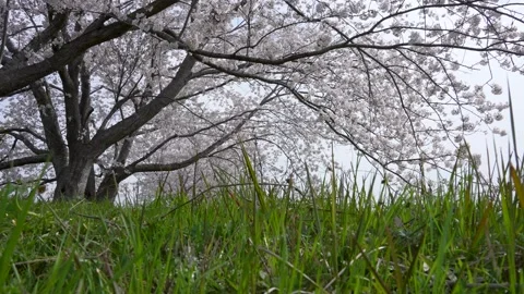 Slow Motion Tilt Up Through Cherry Blossoms 動画素材 297230874