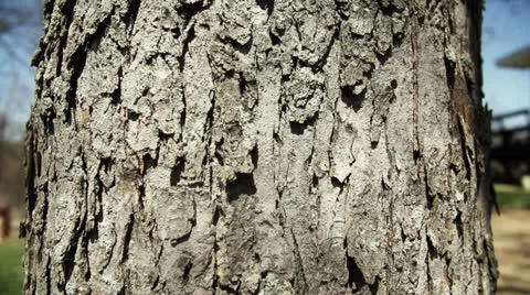 Slow Motion Tilt Up Tree Stock Footage 22824739