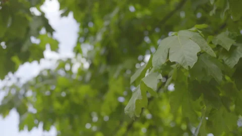 Slow motion of timber tree leaves rustling in light wind on cloudy afternoon Stock Footage 208765010