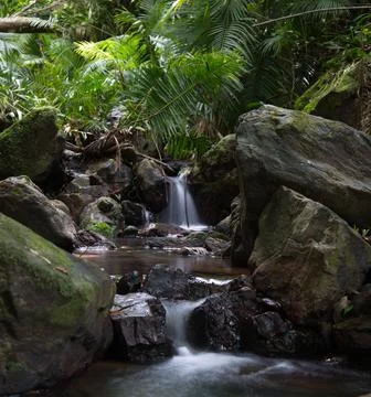 Slow motion timelapse of small river and water falling Daintree Rain Forest Stock Photos