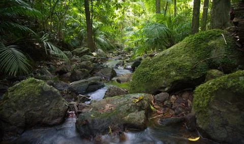 Slow motion timelapse of small river running through Daintree Rain Forest Stock Photos