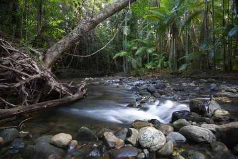 Slow motion timelapse of small river and fallen tree Daintree Rain Forest Stock Photos
