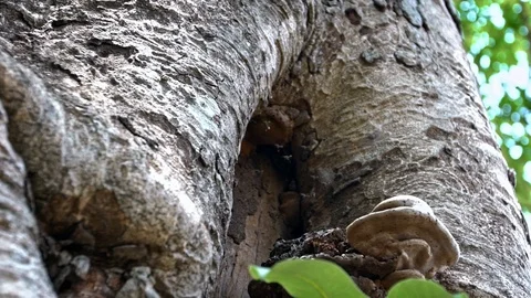 Slow motion of tiny asian wasp and a mushroom in Mebon Siem Reap, Cambodia.-Dan Video stock 119056271