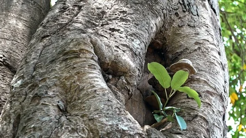 Slow motion of tiny asian wasp and a mushroom in Mebon Siem Reap, Cambodia.-Dan Video stock 119056278