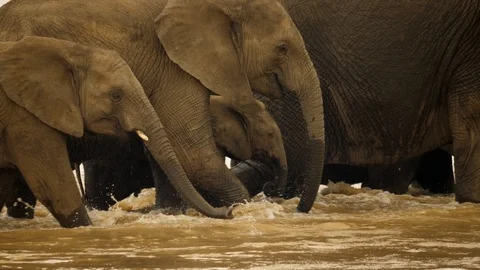 Slow motion: Tiny elephant calf walks close behind mother as herd crosses river Stock-Footage 105273327
