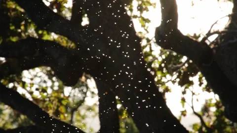Slow motion of tiny glowing midges flying against a tree in backlight Video stock 307958964