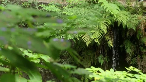 Slow Motion Tiny Waterfall Hidden Under Green Ferns 库存影片 335462887