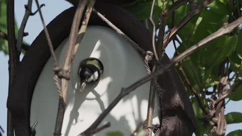Slow motion tit bird having problems leaving nesting box Stock Footage 155189024