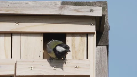 Slow motion tit coming out of nesting box and flying away Stock Footage 155188954