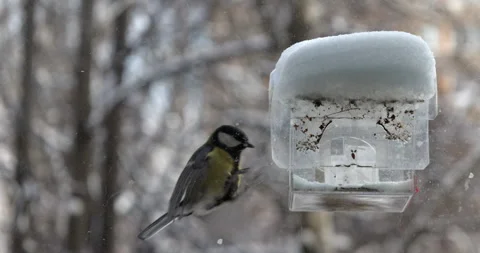 Slow motion of a tit flies to the feeder snow in winter Stock Footage 264154631