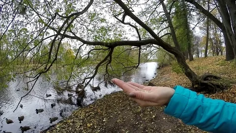 SLOW MOTION: Tit lands on open palm and takes a seed on the park backgrounds Stock Footage 70654681