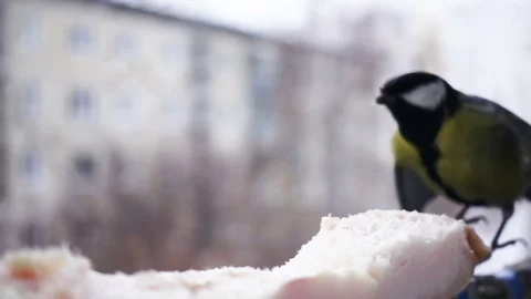Slow Motion Titmouse Bird Feed Close Up Stock Footage 71276141