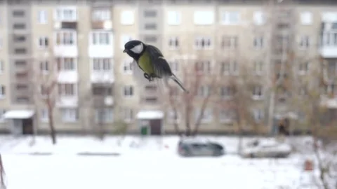 Slow motion titmouse bird flies close up Video stock 70029093