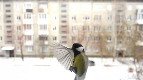 Slow motion titmouse bird in winter Stock Footage 70029029