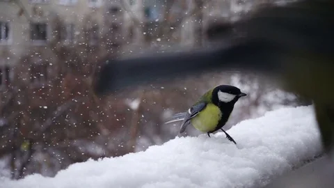 Slow Motion Titmouse Birds Close Up in Winter 動画素材 71276192