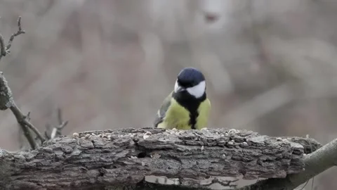 Slow motion, titmouse searching for food in the forest in winter Stock Footage 281261812