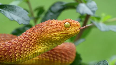 Leaf viper, Atheris squamigera, Stock image