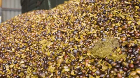 Slow motion of tons of Palm Kernel fruit seeds unloading from a carrier 스톡 동영상 252564503
