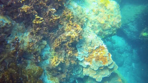 Slow motion Top to bottom of looking down snorkel view to various coral of Acrop Stock Footage 315168820
