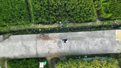 Slow motion top down aerial drone view of woman with cap jogging on rural rice f Видео 342334891