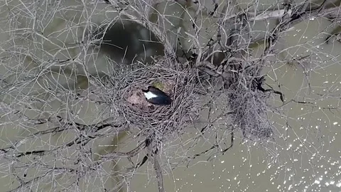 Slow-motion top-down view of a Fish eagle sitting in a nest on a dry tree in the Stock Footage 148683461