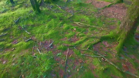 Slow motion top down view of tree roots and moss on ground Stock Footage 340441269