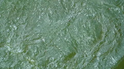 Slow motion top down view of carp fish eating food pellets in water Stock Footage 348355183