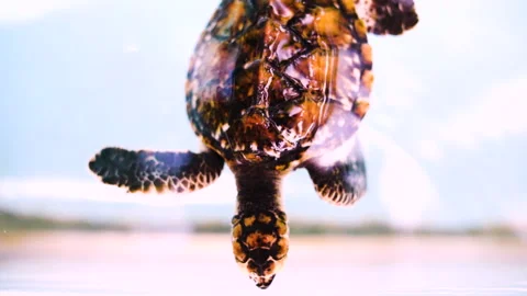 Slow Motion Top Lockdown Shot Of Patterned Turtle Undersea - Great Barrier Reef, Stock Footage 204000682