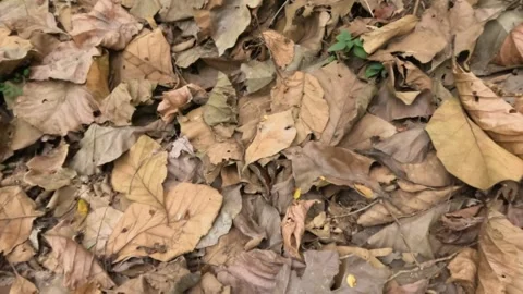 Slow motion top view of dry brown leaves Stock Footage 321320286