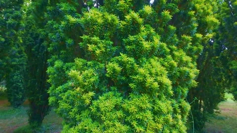 Slow motion top view of lush green bush tree in park Stock Footage 340438114