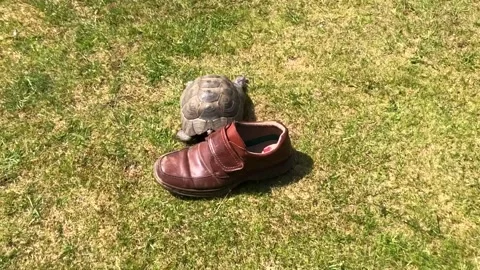 A slow motion Tortoise headbutting and nipping a brown shoe on grass Stock Footage 132285780