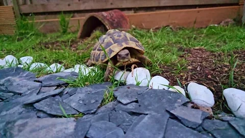 Slow Motion Tortoise Walking Over Stones Stock Footage 317072498