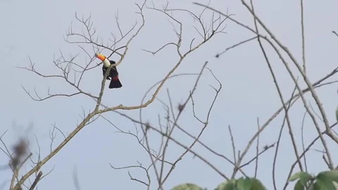 Slow motion of Toucan  flying between trees on a rainforest Stock Footage 255686062