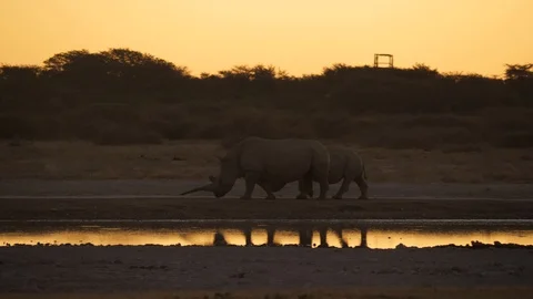 Slow motion: track two White Rhino walk behind waterhole after sunset. Stock-Footage 113897740
