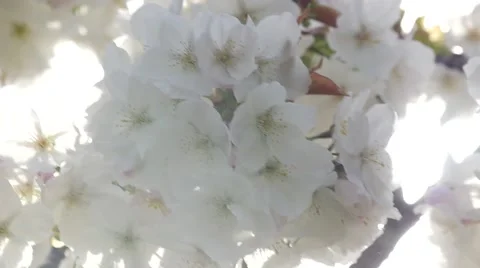 Slow motion tracking around cherry blossom with flare Stock Footage 49064925