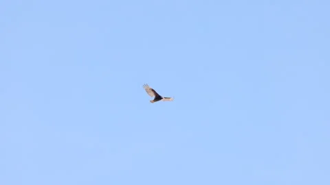 Slow motion tracking clip of a turkey vulture flying at joshua tree np Stock Footage 341237956