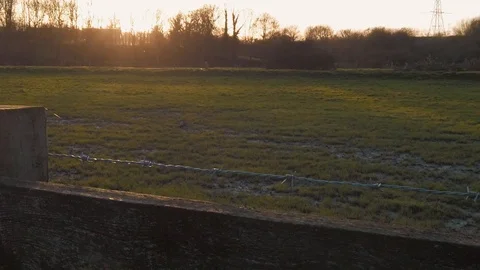 Slow motion Tracking dolly shot of sunset sunnrise across a grass field Video stock 123664966