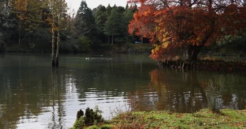 Slow motion tracking shot of beautiful autumn red tree by a lake Stock Footage 90083645