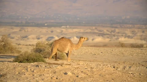 Slow-motion Tracking Shot Of A Camel Walking Through desert in Israel Stockbeeldmateriaal 347661902