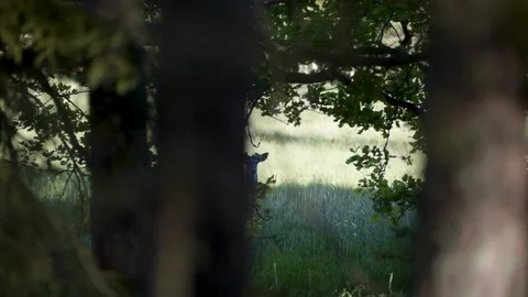Slow Motion Tracking Shot of Deer in Woods Stock Footage 106836679