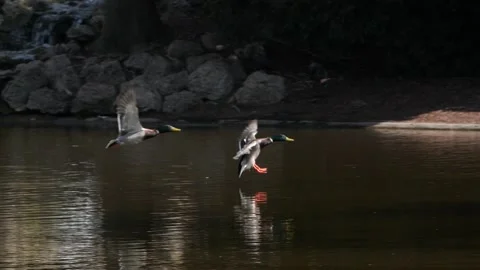 A slow motion tracking shot of a duck landing on a pond in Vienna Stock Footage 136194957