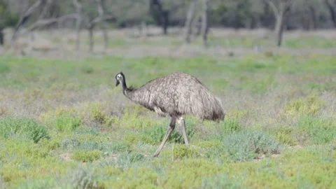 Slow motion tracking shot of an emu foraging on ground plants Vidéo 240715357