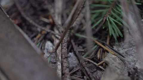 A slow motion tracking shot of the forest Stock Footage 32685541