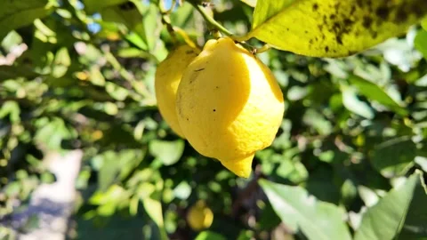 Slow Motion Tracking Shot Of Fresh Lemon Swaying On Tree Stock-Footage 330122681