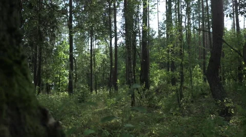 Slow motion tracking shot inside the green forest Video stock 63654655