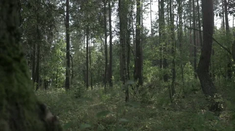 Slow motion tracking shot inside the green forest. FOR COLOUR GRADING. Video stock 63655032